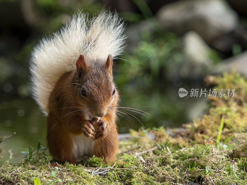 苏格兰红松鼠(Sciurus vulgaris)